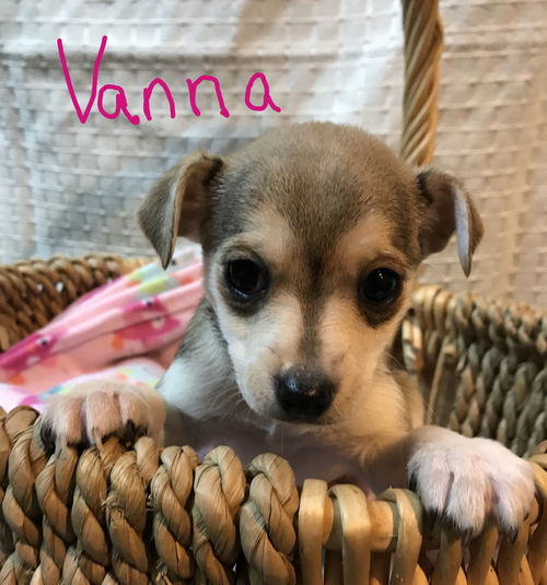 Vanna