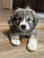 Willie