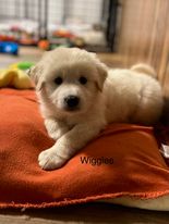 wiggles