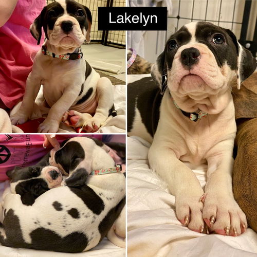 LAKELYN