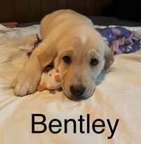 Bentley