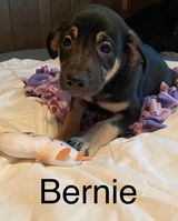 Bernie