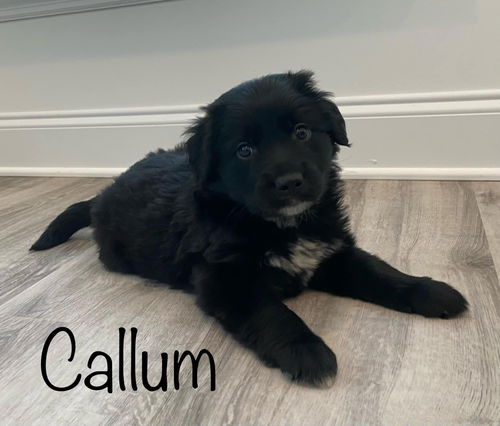 Callum