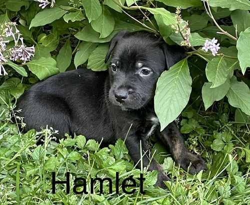 Hamlet