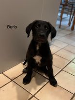 Berlo