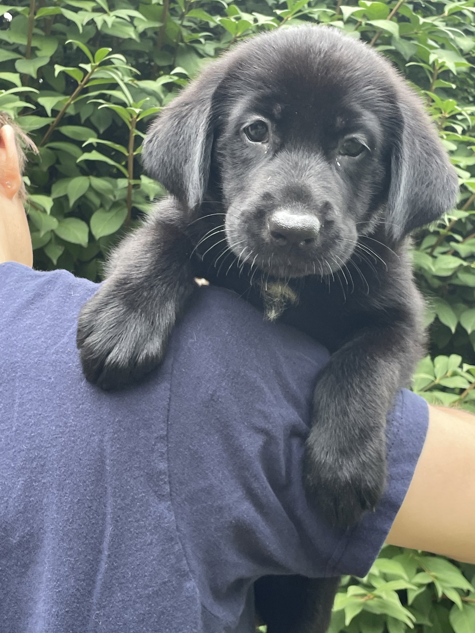 dog-for-adoption-chevy-a-retriever-in-reisterstown-md-alpha-paw