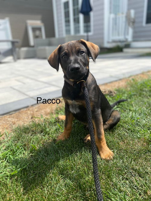 Pacco