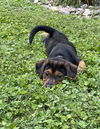 LOLA