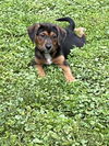 LOLA