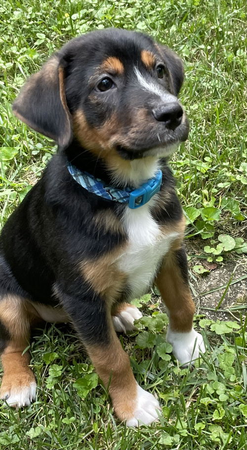 BANJO
