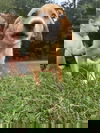 Benjamin