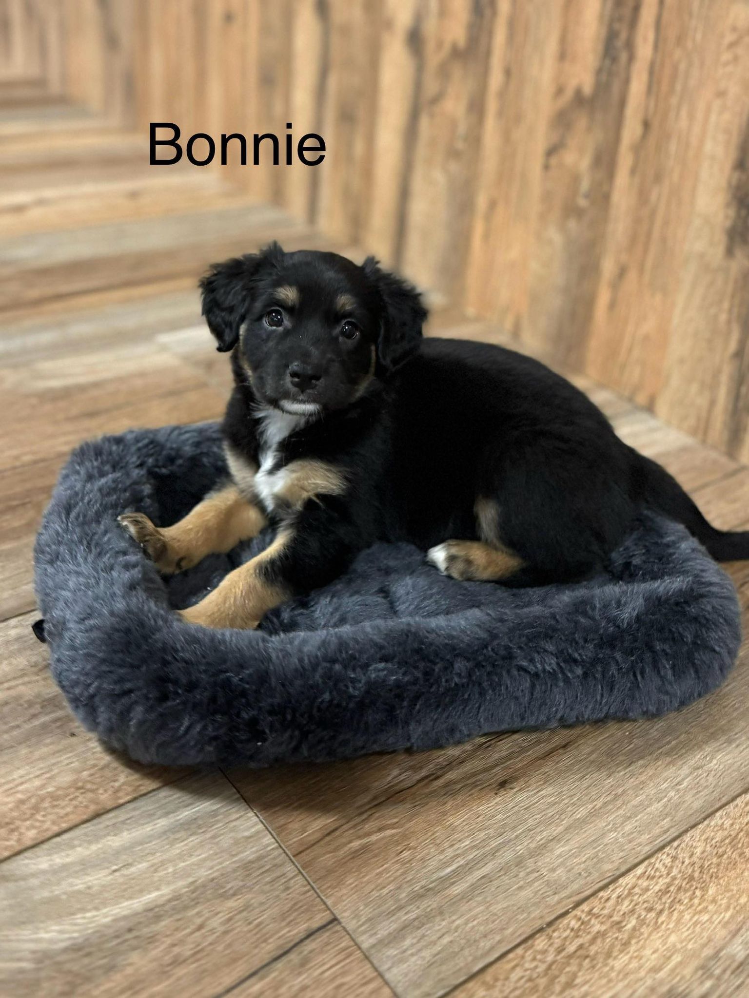 Bonnie's Web Page