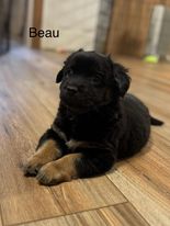 Beau