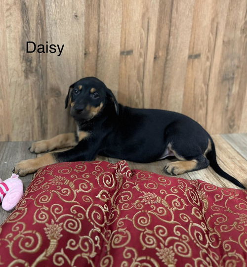 Daisy