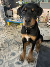 Bandit