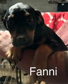 Fanni