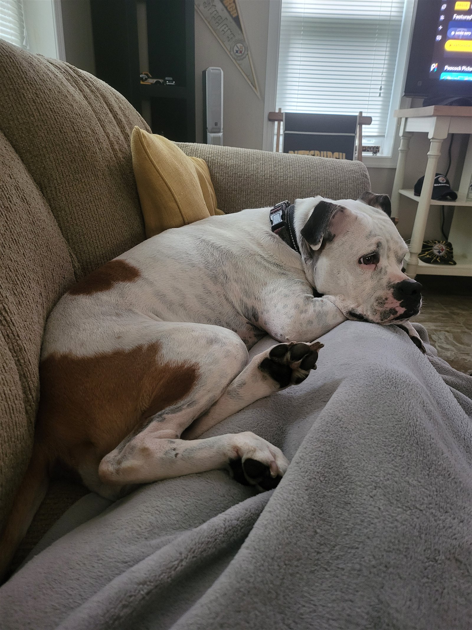 adoptable Dog in Mechanicsburg, PA named PAISLEY**