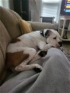 adoptable Dog in mechanicsburg, PA named PAISLEY**