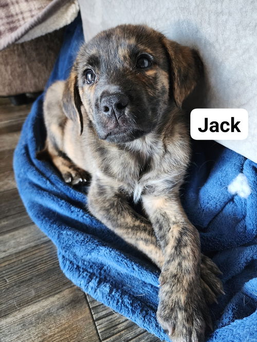 Jack