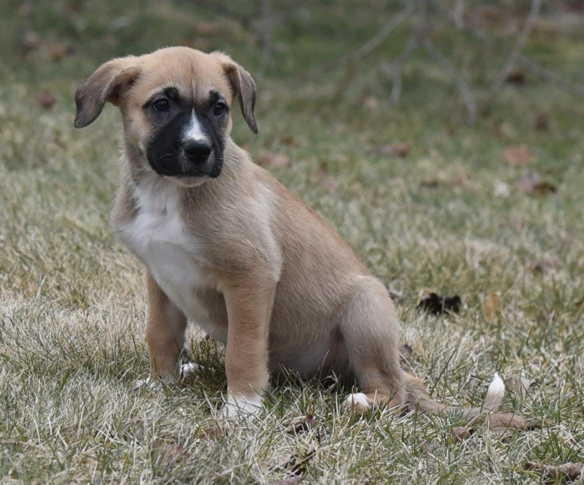 adoptable Dog in Mechanicsburg, PA named Marley