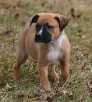 adoptable Dog in Mechanicsburg, PA named Mauve