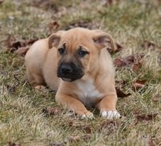 adoptable Dog in Mechanicsburg, PA named Maddox
