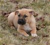 adoptable Dog in mechanicsburg, pa, PA named Maddox