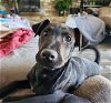 adoptable Dog in mechanicsburg, PA named Van