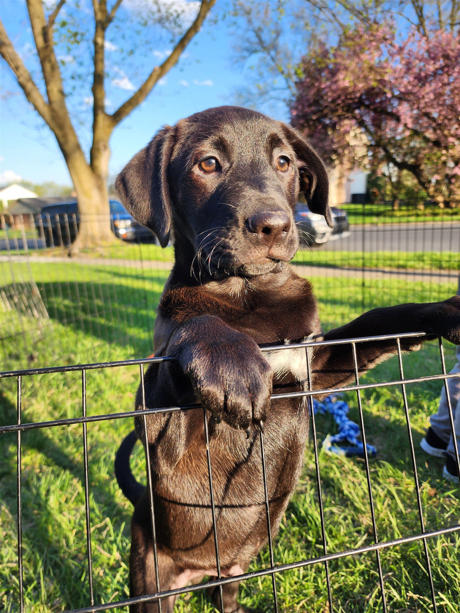 adoptable Dog in Mechanicsburg, PA named Cain
