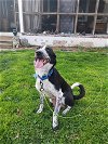 adoptable Dog in mechanicsburg, PA named BREE