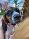 adoptable Dog in mechanicsburg, PA named B_Shonia