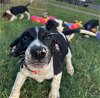 adoptable Dog in mechanicsburg, PA named B_Sheldon