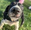 adoptable Dog in mechanicsburg, PA named B_Shep
