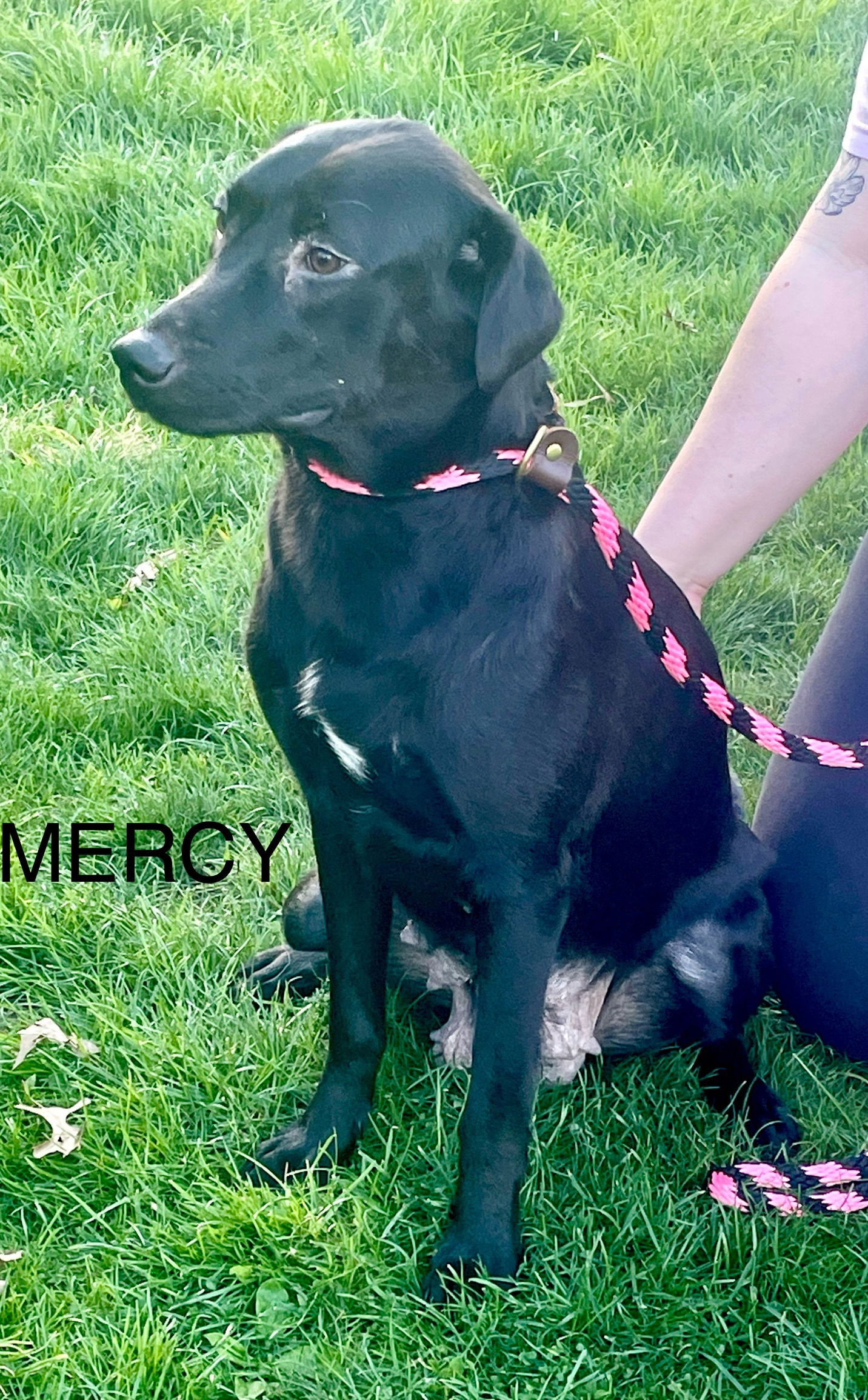 Dog adoption in Mechanicsburg, PA 17055: Black Labrador Retriever ...