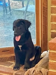adoptable Dog in Mechanicsburg, PA named Mickey
