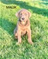 adoptable Dog in mechanicsburg, PA named Malik