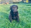 adoptable Dog in mechanicsburg, PA named Minnie