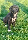 adoptable Dog in mechanicsburg, PA named Mocha