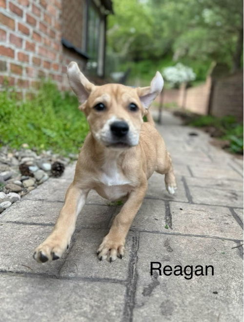 Reagan
