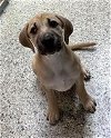 adoptable Dog in mechanicsburg, PA named Remi