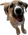 adoptable Dog in mechanicsburg, PA named Reid