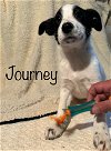 adoptable Dog in  named Journey