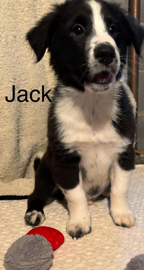 Jack