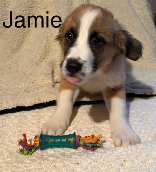 Jamie