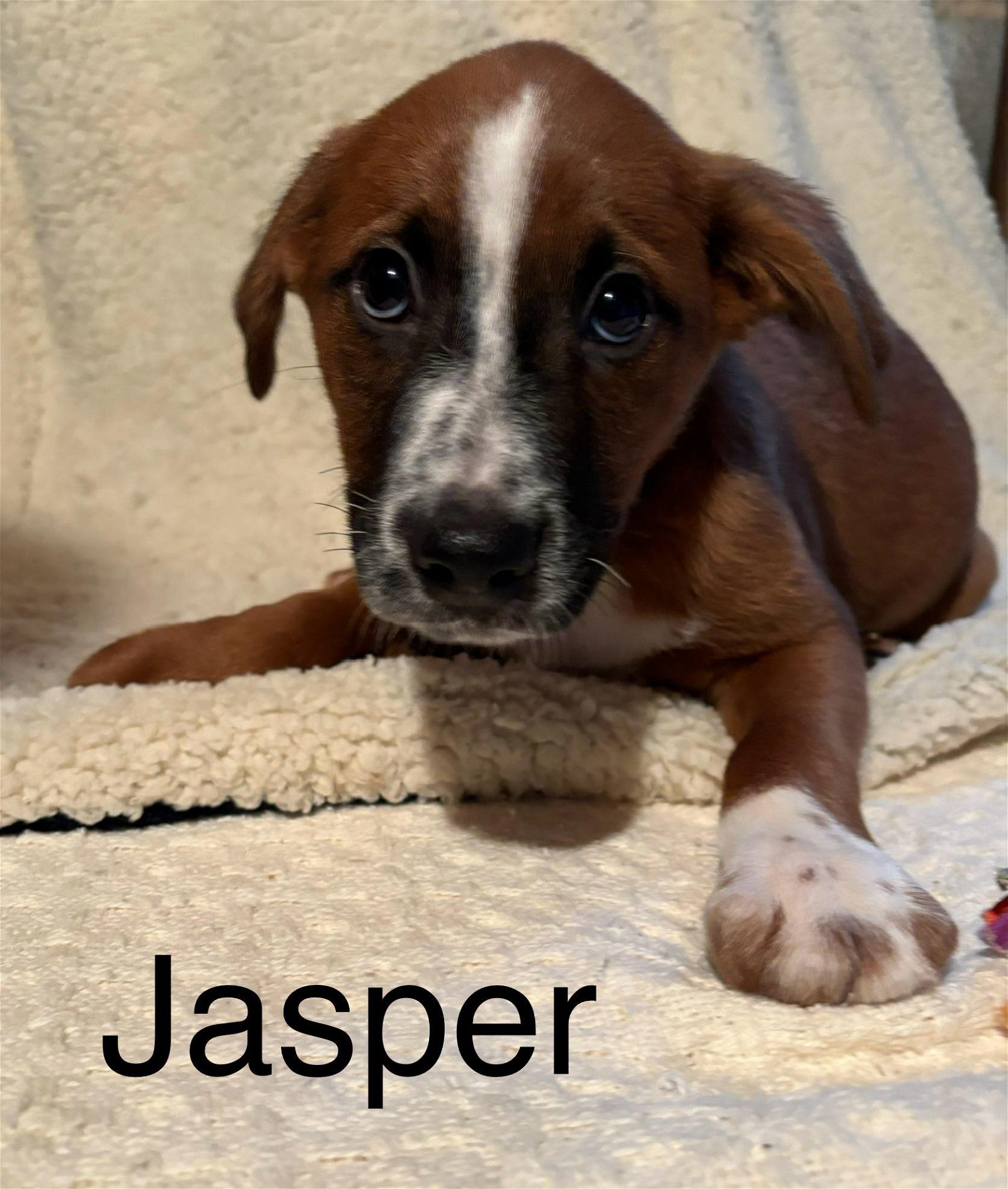 adoptable Dog in Mechanicsburg, PA named Jasper