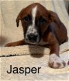 adoptable Dog in  named Jasper