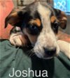 adoptable Dog in mechanicsburg, PA named Joshua