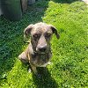 adoptable Dog in mechanicsburg, PA named ALY**