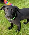 adoptable Dog in , PA named F_Fireside