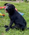 adoptable Dog in , PA named F_Firelight